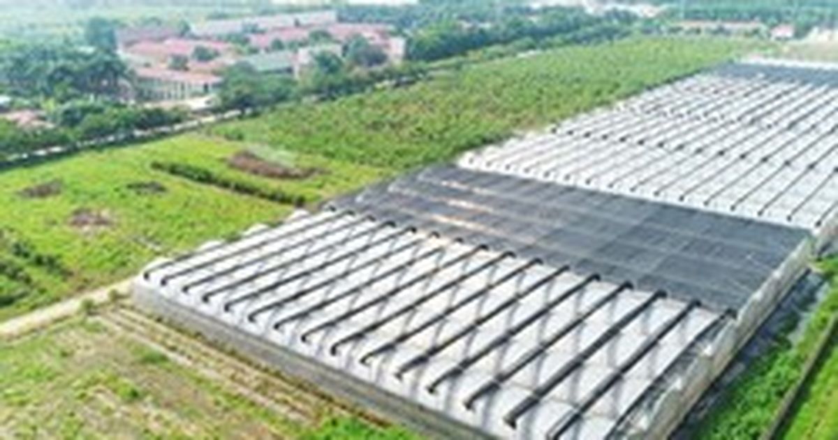 Giá lợn hơi giảm, Dabaco báo lãi ròng quý III/2026 giảm hơn 41% dù ...