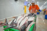 Cá tra Nam Việt lập đỉnh lợi nhuận năm 2025
