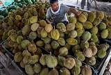 Buồn của thủ phủ sầu riêng Đông Nam Á: 'Năm ngoái tôi thu hoạch khoảng 3.500 quả/300 cây, năm nay còn có 500 quả'