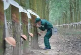 Cao su Tây Ninh trả cổ tức 30%, cổ đông lớn GVR dự thu 54 tỷ đồng