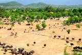 Bỏ nghề kỹ sư về quê nuôi con chim khổng lồ không biết bay, anh nông dân xây trang trại doanh thu tiền tỷ