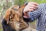 Phát bệnh dại sau một năm bị chó nhà cắn