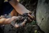 Thả 1 loài vật xuống ruộng lúa: Nông dân thu được "lộc trời" dồi dào dưỡng chất, thị trường săn đón