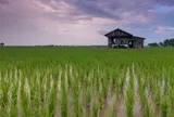 Startup agritech Rize huy động 31 triệu USD, mở rộng canh tác lúa bền vững Đông Nam Á