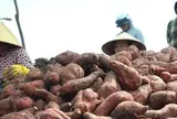 Giá khoai lang lao dốc, nông dân 'đứng ngồi không yên'
