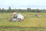 Cà Mau chuyển hồ sơ vụ doanh nghiệp nợ tiền mua lúa của nông dân sang công an