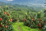 Trung Quốc quyết tâm làm giàu với loại quả Việt Nam trồng cực nhiều: xuất hơn 61.000 tấn sang châu Âu, giá siêu cạnh tranh