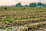 Trung Quốc lo mất mùa một loại nông sản Việt Nam đang trồng rất nhiều: 40% sản lượng bị ảnh hưởng do mưa, giá tăng mạnh