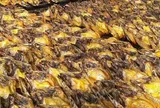 Một loại cá rẻ bèo bán đầy chợ Việt Nam, protein cao hơn cá hồi, được Nhật Bản tích cực nhập khẩu