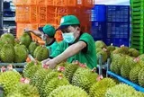 Vụ án sầu riêng: Cần dẹp ‘giấy phép con’ trong cấp mã số vùng trồng