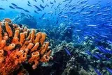 Từ "kho báu" dưới biển, nhà khoa học Việt phát hiện 23 hợp chất mới chưa từng công bố trên thế giới