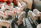 Doanh thu quý II/2026 của Nông nghiệp Hòa Phát giảm gần 32%, lợi nhuận lao dốc