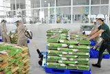 Doanh thu quý II của Vinaseed giảm gần 25%, hàng tồn kho vượt 1.000 tỷ đồng