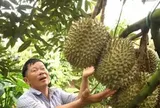 Để nông sản tỷ đô không vỡ trận xuất khẩu - Kỳ 2: Lộ 'miếng bánh' béo bở