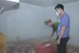 Hưng Yên: Phát hiện gần 1 tấn thịt lợn nhiễm dịch tả lợn châu Phi tại cơ sở sơ chế