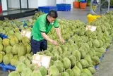 Gỡ 'vòng kim cô', mở lối cho trái cây Việt xuất ngoại