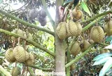 Nhận vơ vườn sầu riêng để lừa hơn 6 tỷ đồng