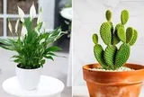 5 cây cảnh hút ẩm, khử mùi trong nhà hiệu quả