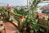 Lời khuyên khi đặt nhiều chậu cây trên ban công, sân thượng