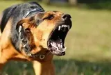 2 trường hợp tử vong do chó dại cắn tại Đồng Tháp