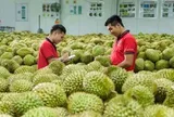 Xuất khẩu sầu riêng có thể cán mốc 4 tỷ USD trong năm 2026