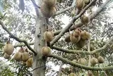 Xuất khẩu sầu riêng vào Hàn Quốc tăng mạnh