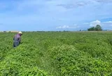 Loài cây càng cắt càng mọc, thu 5-6 lứa/năm