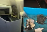 Pin sạc dự phòng phát nổ ở độ cao 9.000 m, máy bay chở 322 người phải quay đầu