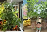 Trồng trọt ở văn phòng chưa đã, hội “nông dân công sở” rủ nhau thuê 12m² đất ở ngoài thành, mỗi năm thu hoạch 100kg rau