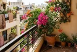Ban công hướng Tây nắng như đổ lửa, trồng cây gì để vừa sống khỏe vừa đẹp?