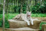 Tỷ phú Phạm Nhật Vượng tuyển người phát thức ăn cho hổ, báo, sư tử…thậm chí bơi cùng nàng tiên cá