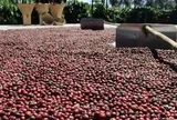 Cà phê, ca cao đồng loạt tăng giá