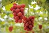 Người Nhật 'hô biến' loại quả bán đầy chợ Việt thành 'hàng xa xỉ', giá 180 triệu đồng/chùm: Cân nặng, độ đường đều phải đạt chuẩn từng li từng tí