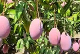 Không phải sầu riêng, Thái Lan lo mất trắng một loại trái cây do lũ lụt: Cây mới cần 4-5 năm mới cho quả, Việt Nam đang sở hữu hơn 100.000 ha