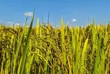Không phải Thái Lan, xuất hiện một đối thủ mới của gạo Việt Nam: Đặt mục tiêu xuất khẩu 3 triệu tấn gạo, đang bội thu đơn hàng tại Philippines