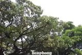 Hà Nội yêu cầu cắt tỉa ngay hoa sữa vì mùi quá nồng