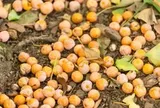 Từ vụ hoa sữa Hà Nội, các quốc gia ứng xử thế nào với cây biểu tượng?