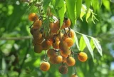 Vì sao Hà Nội cấm trồng loài cây quen thuộc với nhiều người Việt, là dược liệu trong nhiều bài thuốc dân gian?
