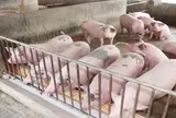 Giá lợn hơi chạm đáy mới
