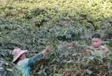 Cà phê Arabica của Sơn La sẽ lên sàn đấu giá tại Hawaii, Mỹ