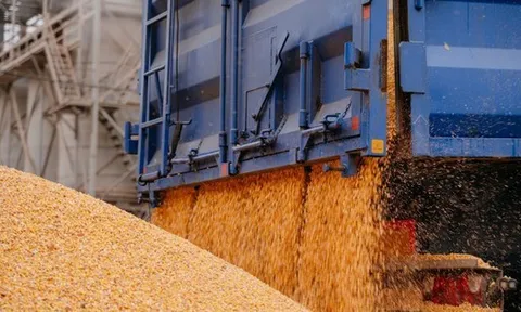 Thế chân Ấn Độ, hàng chục nghìn tấn hàng từ Lào đổ bộ Việt Nam - Nước ta có diện tích trồng top 30 thế giới vẫn chi tiền tỷ nhập khẩu