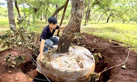 Tập đoàn FLC cần có giải pháp bảo vệ rừng thông bonsai thường xuyên bị mất trộm