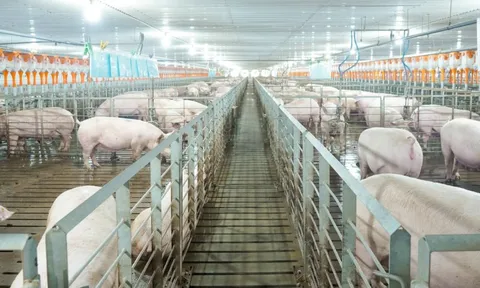 Lợi nhuận BAF lao dốc trước áp lực chi phí và giá heo