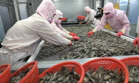 Xuất khẩu tôm Việt Nam "bùng nổ" tại thị trường châu Á