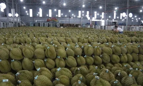 Mua hồ sơ xuất khẩu sầu riêng với giá... hàng trăm triệu đồng!