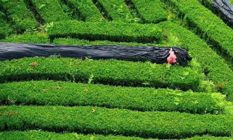 Khủng hoảng nguồn cung Nhật Bản: Matcha Trung Quốc trỗi dậy chiếm 60% thị phần toàn cầu