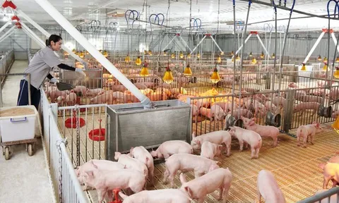 Chào bán 30 triệu cổ phiếu, Nông nghiệp Hòa Phát sắp huy động hơn 1.200 tỷ đồng