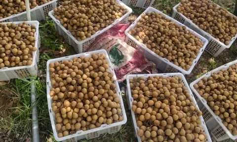 Sau sầu riêng, Lào sắp trở thành đối thủ của một loại trái cây Việt Nam tại Trung Quốc, nước ta đứng thứ 2 thế giới về xuất khẩu