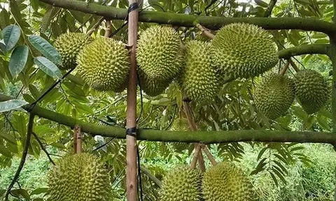 Sầu riêng tiếp tục là mặt hàng xuất khẩu chủ lực