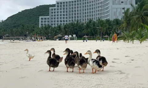 17 con vịt bị lũ cuốn trôi vào resort của ông Phạm Nhật Vượng: Vinpearl Nha Trang tổ chức thi đặt tên, thưởng 17 cặp vé